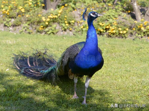 四種人才型別性格特點分析