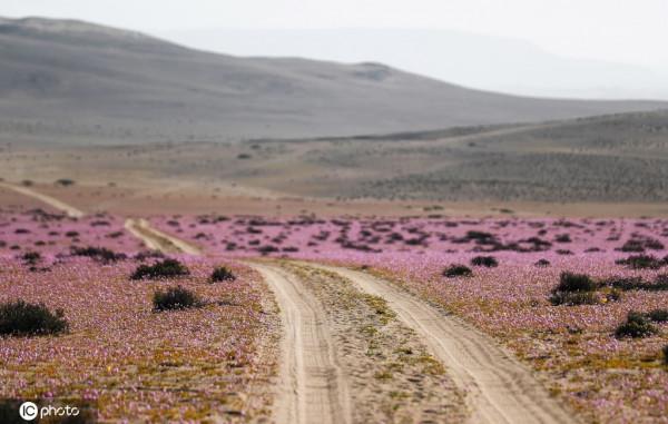 智利阿塔卡馬沙漠大片鮮花罕見盛開
