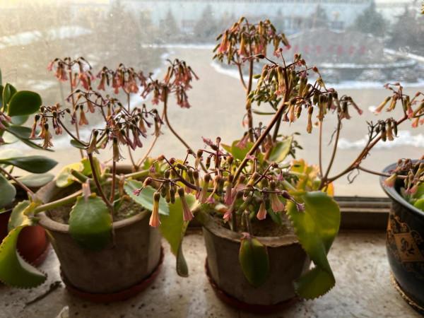 落地生根對比宮燈長壽花