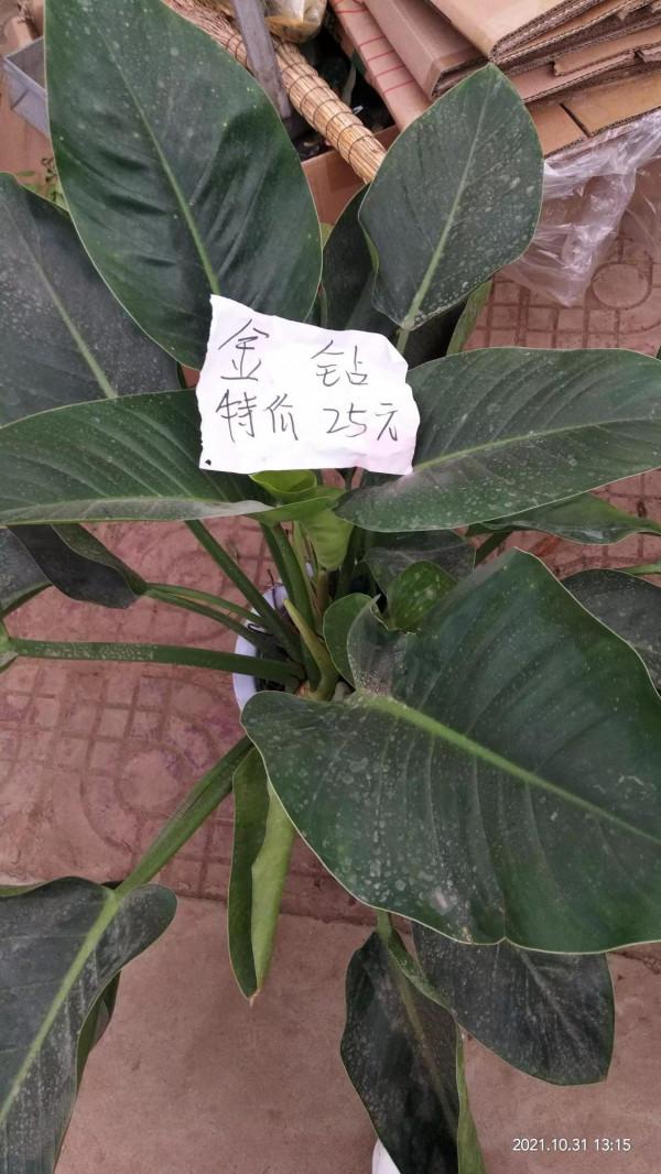 喜歡花的人就愛逛花市 喜歡花的人就愛逛花市