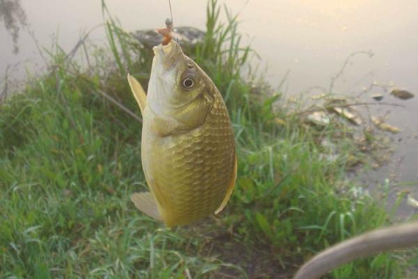 一入冬魚兒就消失？知道這些小竅門，魚兒乖乖來找你，魚獲翻倍