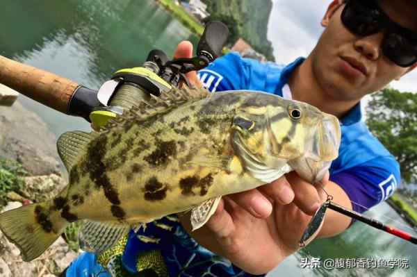 鱖魚最喜歡吃哪種味型的食物？鱖魚的攝食習性和垂釣方法