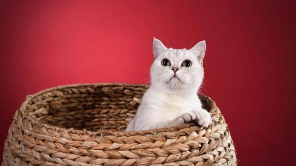 2月下旬，12星座都有哪些上上籤？