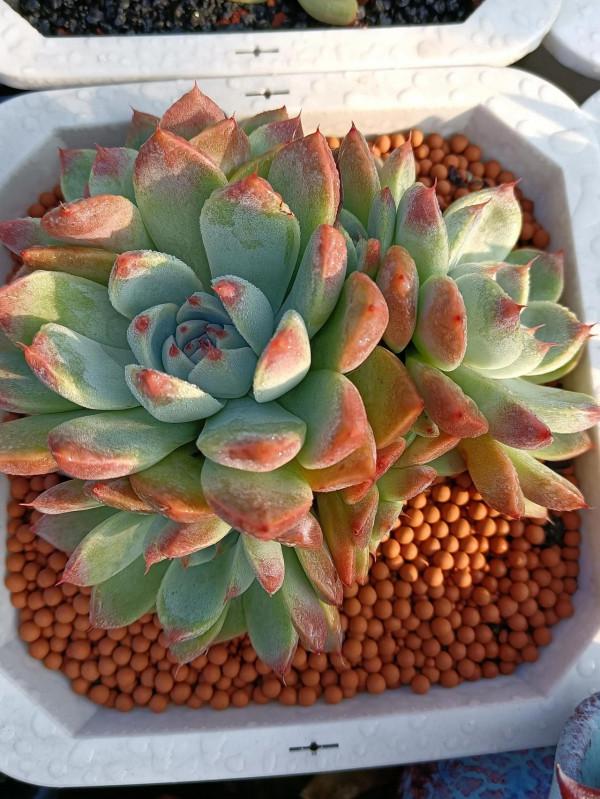 晨露能認多肉更美 晨露能認多肉更美