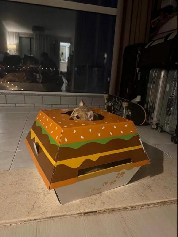 麥當勞居然出貓窩?鏟屎官瘋狂心動 麥當勞居然出貓窩?鏟屎官瘋狂心動