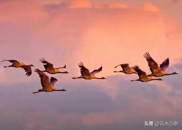 “閒雲一片不成雨”，張養浩的一首七律，意境深遠，更極具感染力