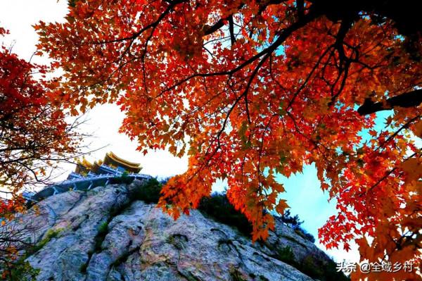 欒川的大景區都免費了，趁著秋日去欣賞紅葉，門票錢能省下不少