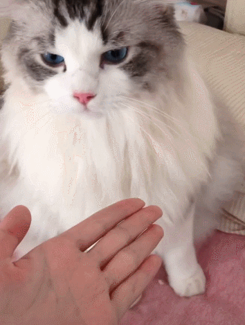 最“受歡迎”的幾種貓咪,附上市場價格,別再買貴了 最“受歡迎”的幾種貓咪,附上市場價格,別再買貴了