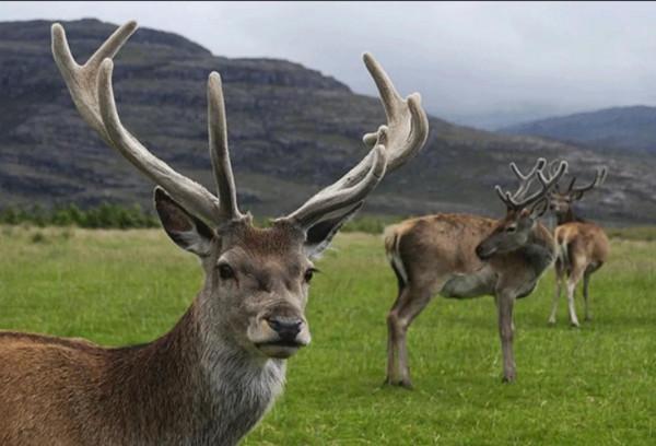 國家一級保護動物——白唇鹿