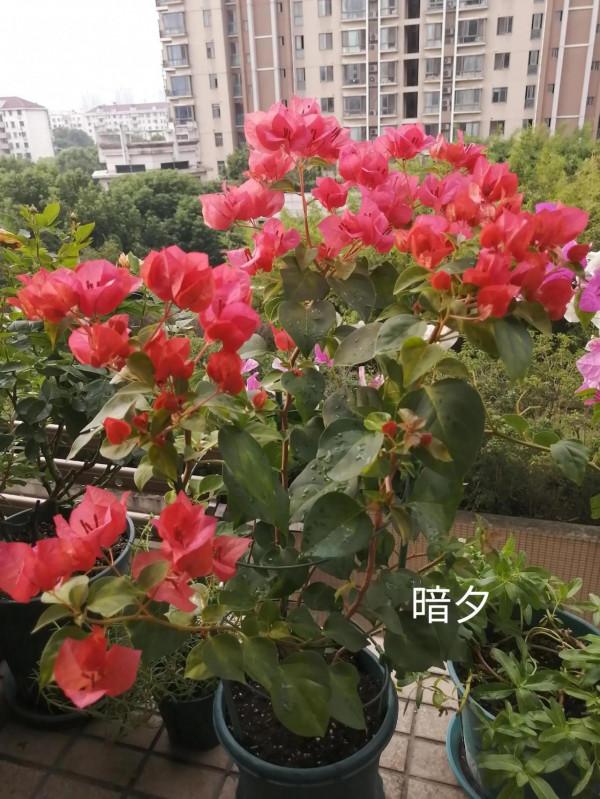 我的兩款紅色三角梅