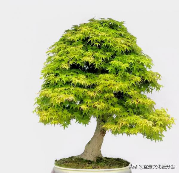 盆景製作口訣（建議收藏）