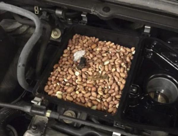 冬天還怎麼過!松鼠辛苦攢的140斤核桃全沒了,食物為何藏車裡? 冬天還怎麼過!松鼠辛苦攢的140斤核桃全沒了,食物為何藏車裡?