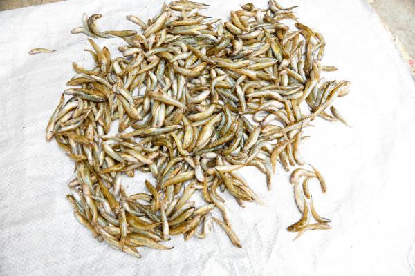 釣鯰魚技巧大揭秘!6大釣法,5大釣點,2個注意事項 釣鯰魚技巧大揭秘!6大釣法,5大釣點,2個注意事項