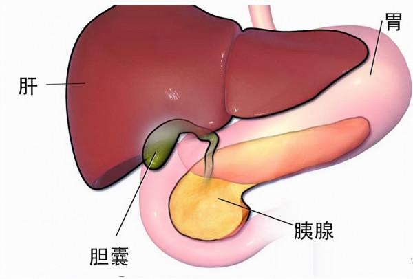 肚子老脹氣是什麼原因？中醫自我調整的兩個方向