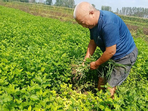 安徽皖北菊花成為致富“軟黃金” 安徽皖北菊花成為致富“軟黃金”