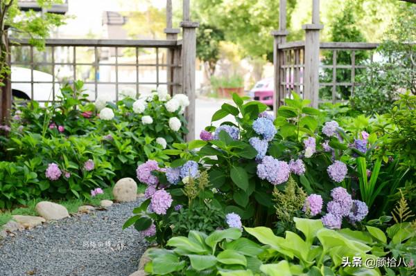冬日裡依舊盛開的大花繡球，白色天使 | 園丁