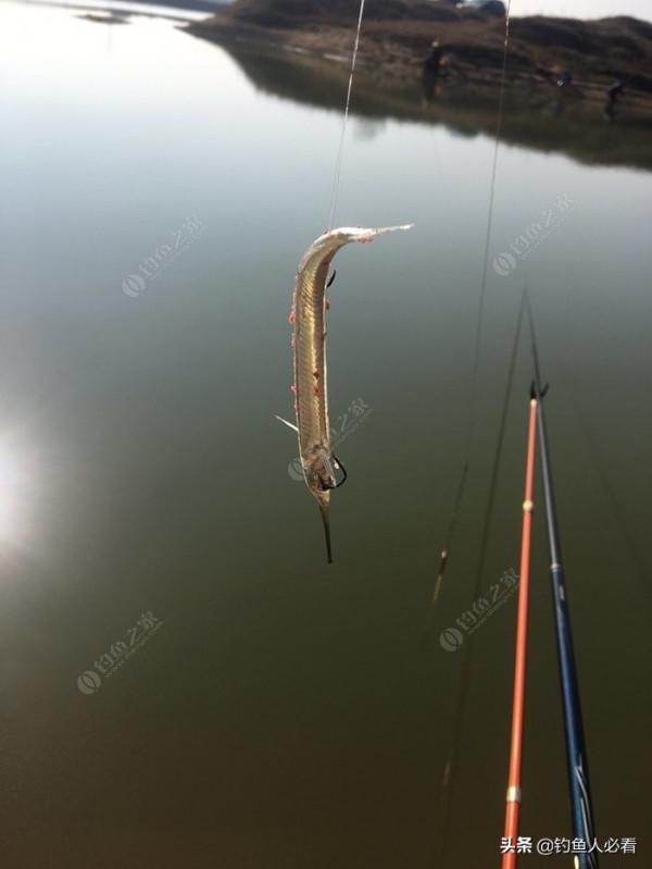 再釣鰱鱅，遇見小雜魚搶窩子，怎麼辦？