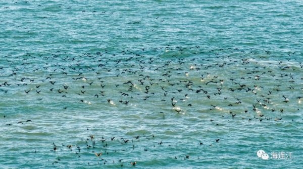出發！來連江這裡觀鳥！每一幀都是絕美大片