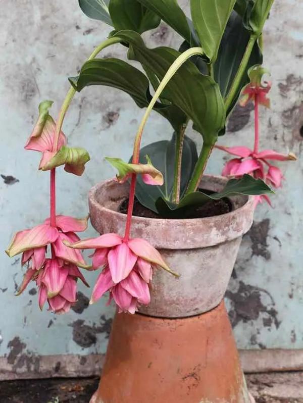 花朵喜慶熱鬧的7種開花盆栽，開花時像掛滿了紅燈籠