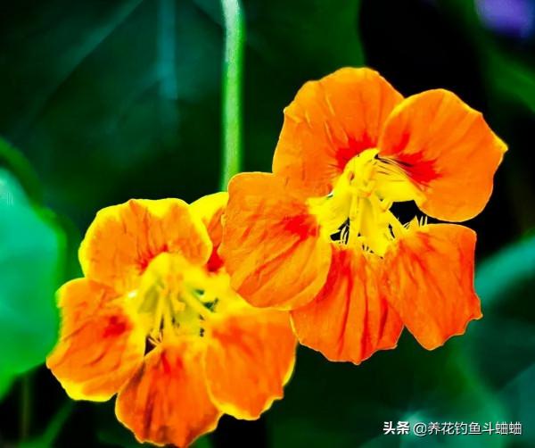 養花怕麻煩,可以選擇旱金蓮,遇水瘋長,無病害還勤花 養花怕麻煩,可以選擇旱金蓮,遇水瘋長,無病害還勤花