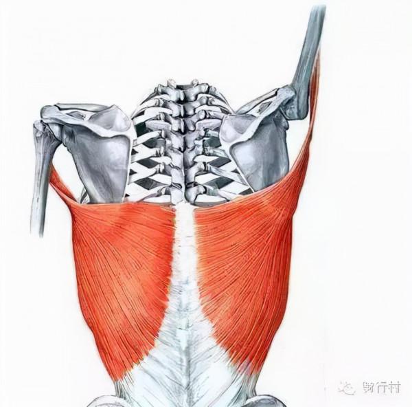 腰痛竟然和手臂有關！真是前所未見