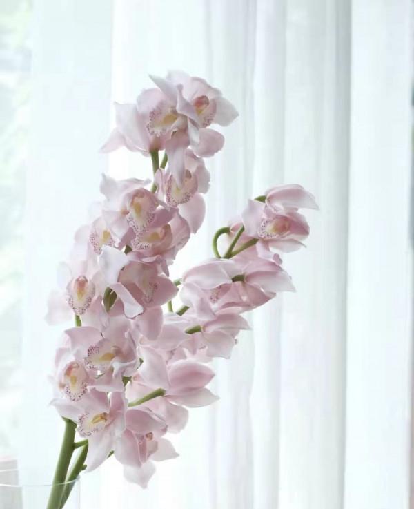 有一種不屈的堅韌。當之無愧的大家閨秀——大花蕙蘭 有一種不屈的堅韌。當之無愧的大家閨秀——大花蕙蘭