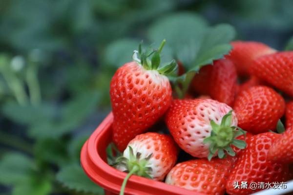 【組圖】草莓：紅果綠葉香滿園