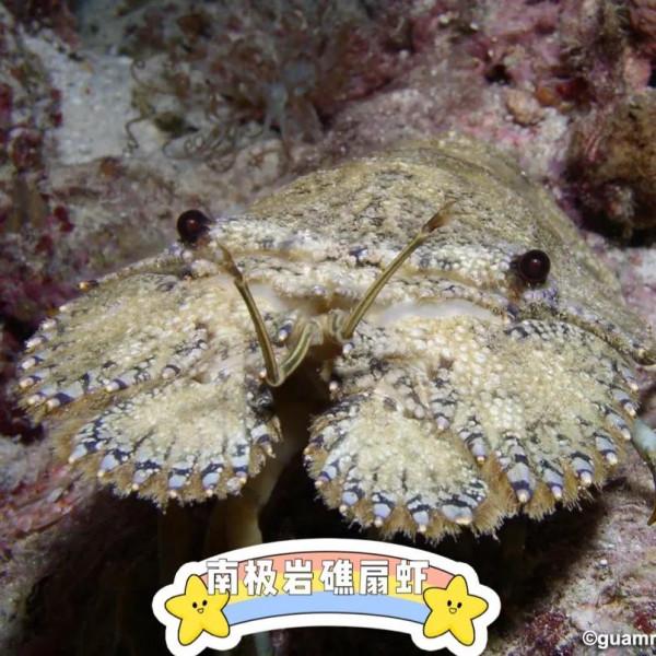 並不是所有好吃的龍蝦都叫波士頓 並不是所有好吃的龍蝦都叫波士頓