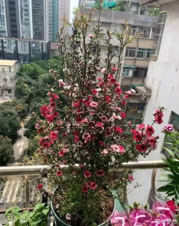 一種花像“松”又像“梅”,花色三變,易爆盆,開花持續小半年 一種花像“松”又像“梅”,花色三變,易爆盆,開花持續小半年