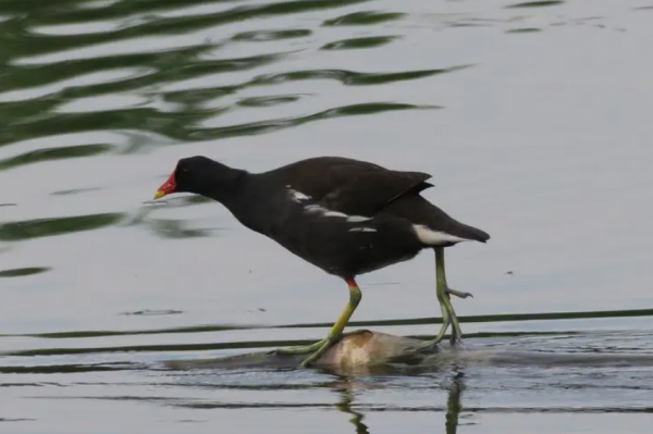 腳趾特別長的兩種動物，它們還挺有特點的，說不定你還見到過