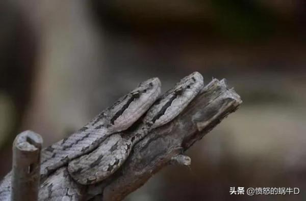 大連蛇島毒蛇為何如此多？都哪裡來的？生活在島上的人會被咬嗎？