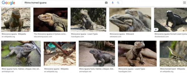 放心 你認識的綠鬣 還叫“綠鬣” 放心 你認識的綠鬣 還叫“綠鬣”