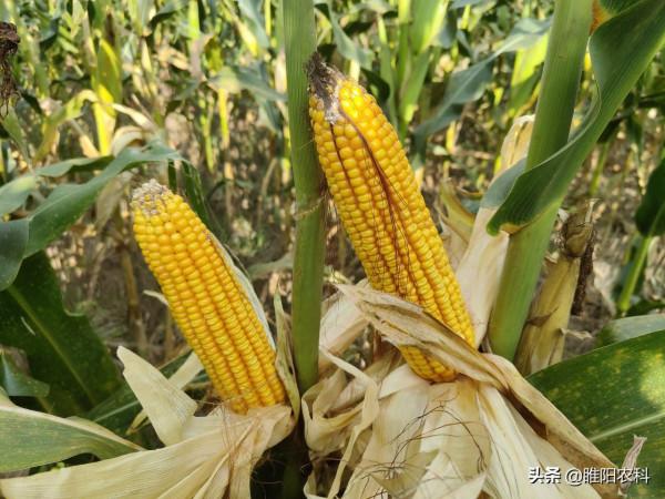 籽粒像石子一樣重，這個玉米新品種，最高畝產2500斤