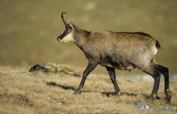 物種百科：臆羚