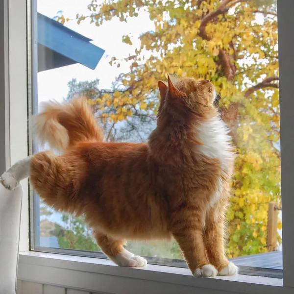 出生不幸的小橘貓，愛上了戶外旅行，擺脫了十橘九胖的魔咒