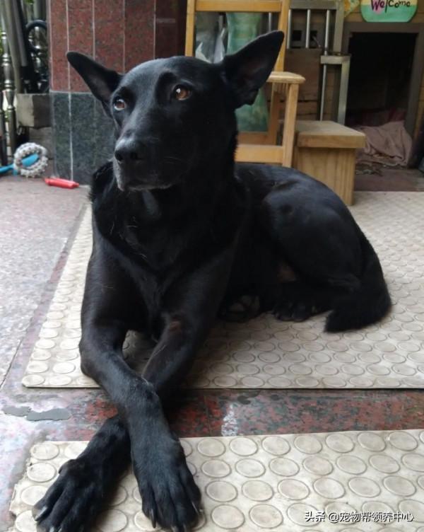 主人給狗狗洗腦吃“烤肉”,最終狗狗忍無可忍把同伴看作“烤肉” 主人給狗狗洗腦吃“烤肉”,最終狗狗忍無可忍把同伴看作“烤肉”