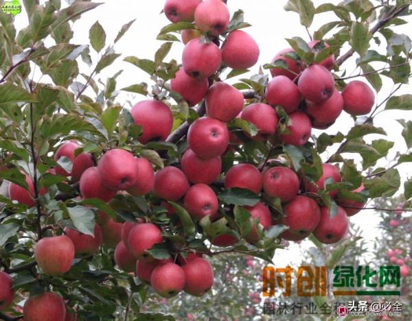 計劃到2025年，經濟林種植面積達6&period;5億畝