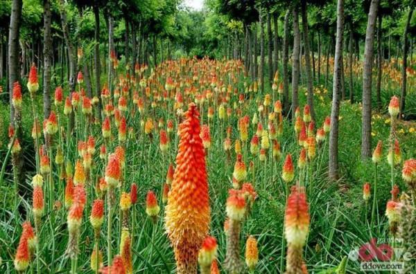 火把花，花色火紅，外形獨特，紅紅火火