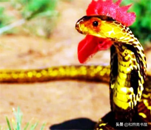 民間故事:大蛇攔路,老漢停住馬車救了眾蛇性命,為報恩大蛇做媒 民間故事:大蛇攔路,老漢停住馬車救了眾蛇性命,為報恩大蛇做媒