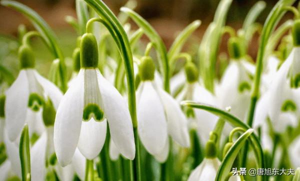 多種不能吃的中藥,可導致血液病患者肝損傷 多種不能吃的中藥,可導致血液病患者肝損傷