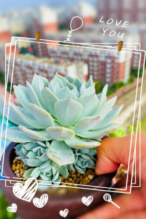 空中花園成就了我的夢想