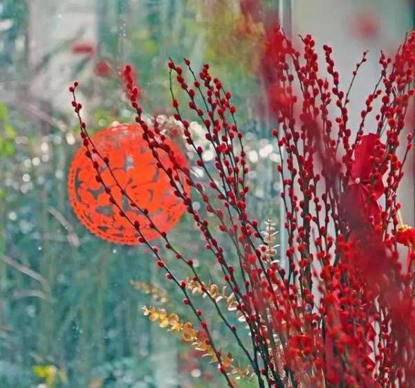 馬上就要過年了,還在為買什麼年宵花發愁嗎?推薦36種供你參考 馬上就要過年了,還在為買什麼年宵花發愁嗎?推薦36種供你參考