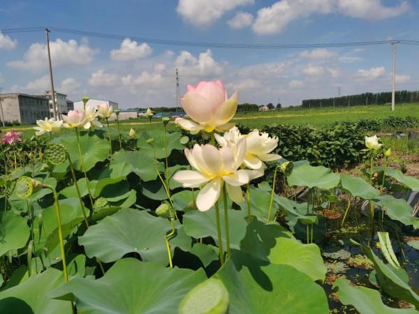 觀賞荷花、碗蓮不開花的原因總結