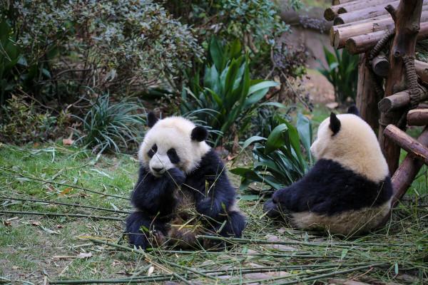 動物界的吃貨大集合，帶你瞭解地球上的″大吃貨&quot;