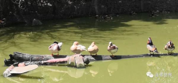 記杭州灣溼地的動物（