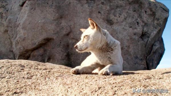 深山裡的狗媽媽，靠施捨艱難度日，為了生存它把小狗送給好心人