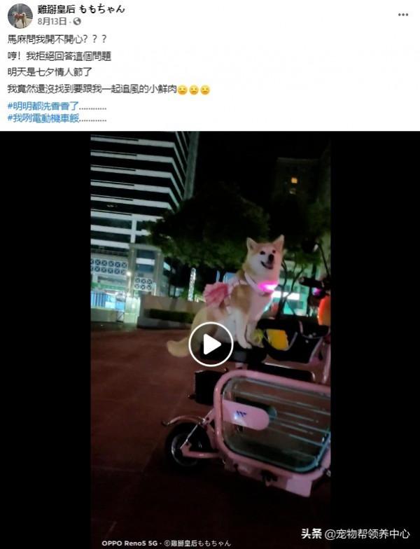 柴犬突發急性青光眼,主人忍痛做摘除眼球手術:從此我當你的眼睛 柴犬突發急性青光眼,主人忍痛做摘除眼球手術:從此我當你的眼睛