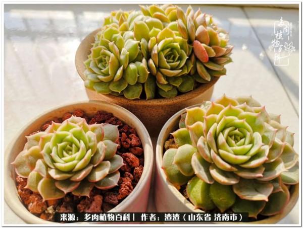 一個不稱職90後的闡述：何以解憂？唯有多肉