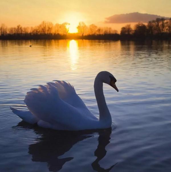 天鵝是美麗的，靈動的