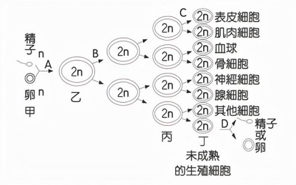 DNA裡隱藏了生命所有的秘密,這是怎麼實現的? DNA裡隱藏了生命所有的秘密,這是怎麼實現的?